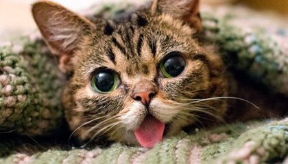 24 ലക്ഷം ഇൻസ്റ്റാഗ്രാം ഫോളോവേഴ്‌സുള്ള പൂച്ച വിടവാങ്ങി